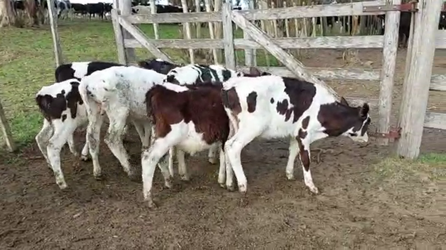 Lote 8 Terneros HOLANDO a remate en PANTALLA CAMY - SAN JOSE  1500 VACUNOS, San José