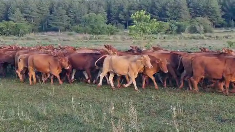 Lote 80 Vaquillonas C/ gtia de preñez en Misiones, Posadas