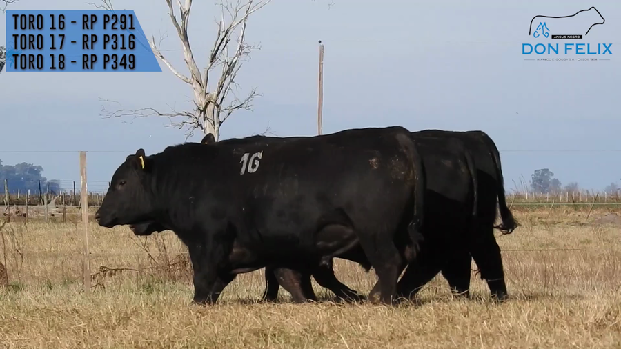Lote "Cabaña ""Don Felix"" Toros Angus PC"