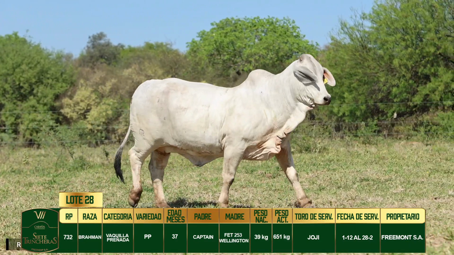 Lote LOTE 28