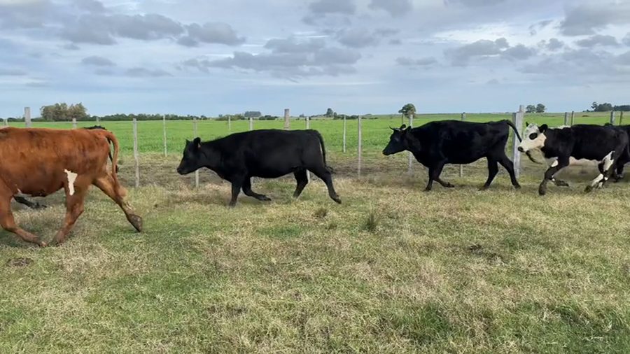 Lote VAQUILLONAS PREÑADAS