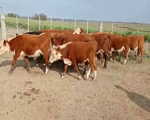 Lote 18 Terneros ANGUS Y HEREFORD a remate en Pantalla Camy 195kg - , San José