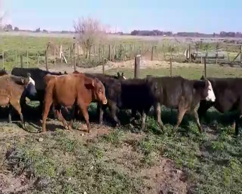 Lote 18 Terneros en Gral. Paz, Buenos Aires