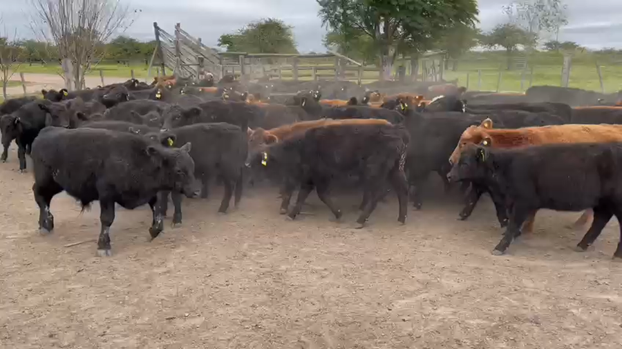 Lote 81 Terneros/as en Curuzú-Cuatiá, Corrientes