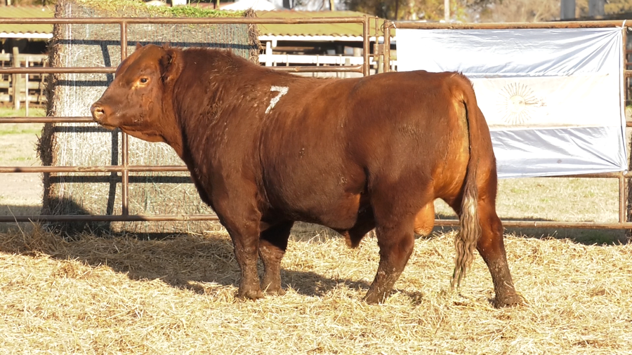 Lote TOROS ANGUS COLORADOS  PC