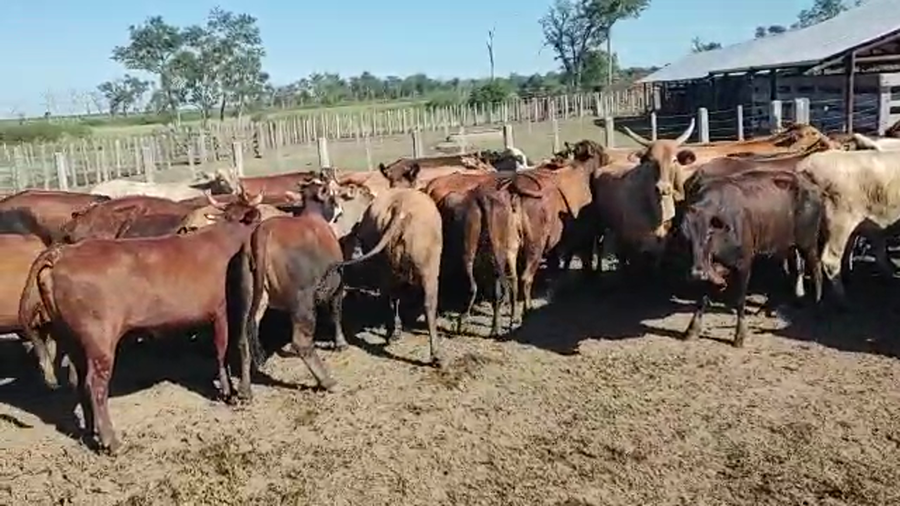 Lote 52 Vacas nuevas Preñadas en Pirané, Formosa