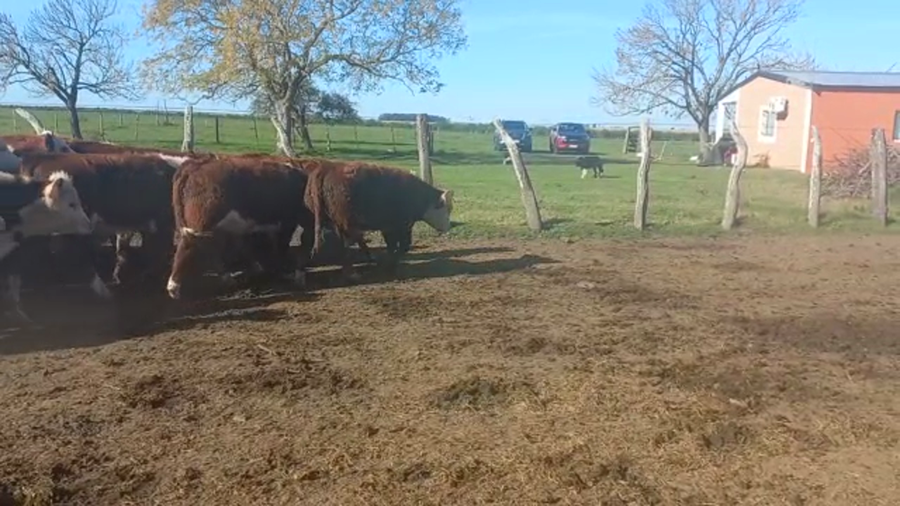 Lote 55 Terneros/as en Concordia, Entre Ríos