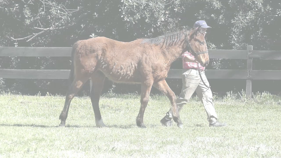 Lote SEÑORITO TIME (ANNALS OF TIME -  MADAME HUSS)
