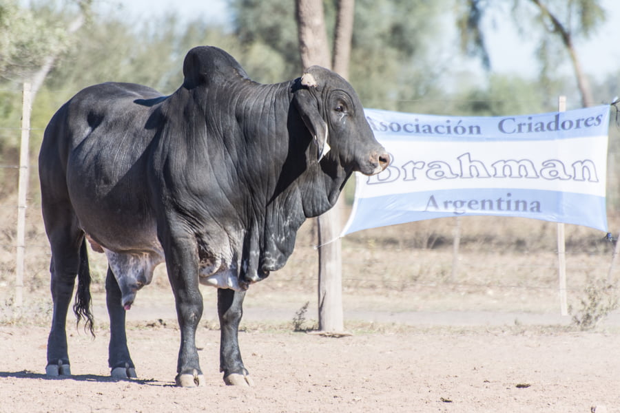 Lote Toro Cabaña La Carolina (RP399)