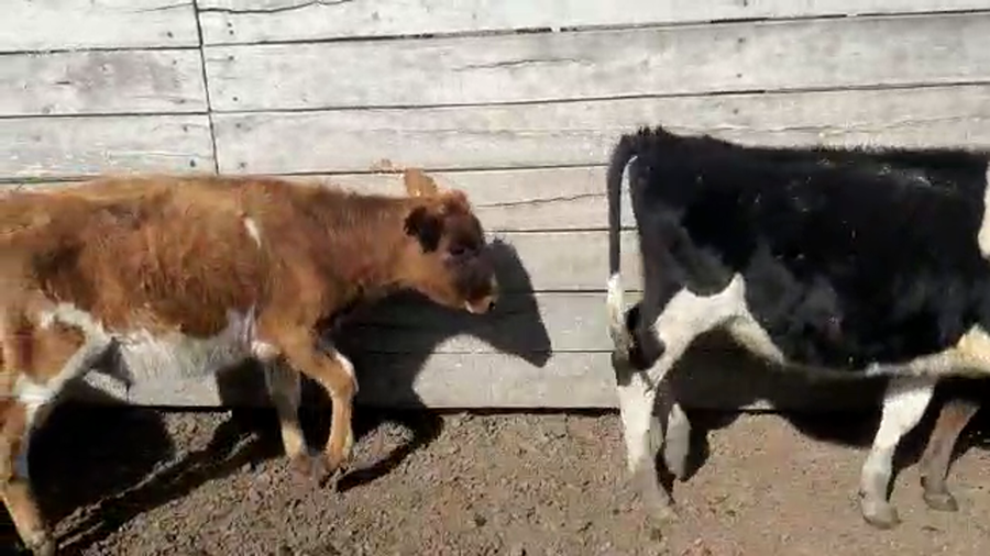 Lote (Vendido)9 Terneros HOLANDO Y CRUZAS a remate en Pantalla Camy Mayo - Desde La Cuenca 130kg - , San José