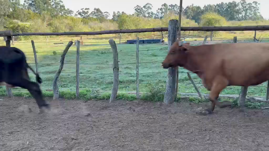 Lote 29 Vacas de invernar