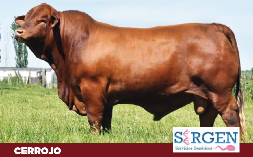 Lote PAQUETE 10 DOSIS