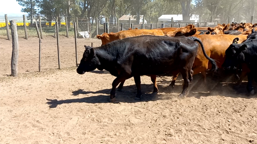 Lote 83 Vacas medio uso C/ gtia de preñez en SIERRA DE VENTANA Buenos Aires