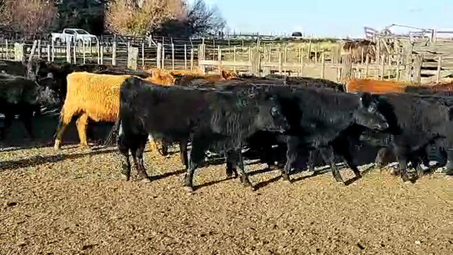 Lote 25 Terneras en Coronel Suarez, Buenos Aires