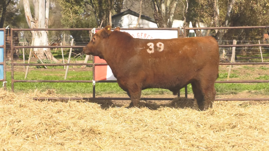 Lote TOROS ANGUS COLORADOS PC