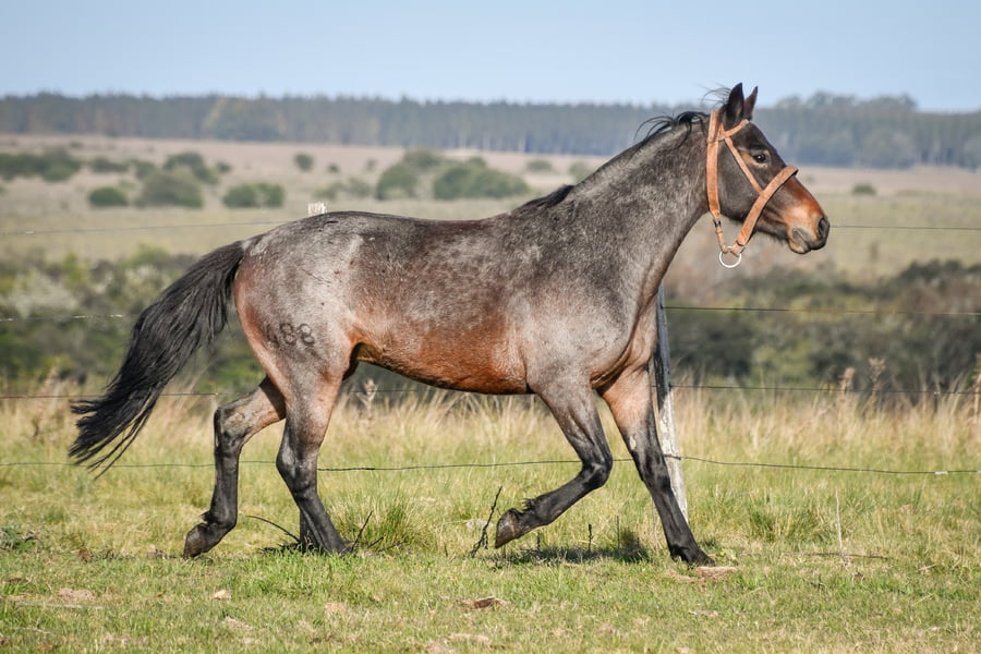 Lote CARDENAL LA FLECHILLA