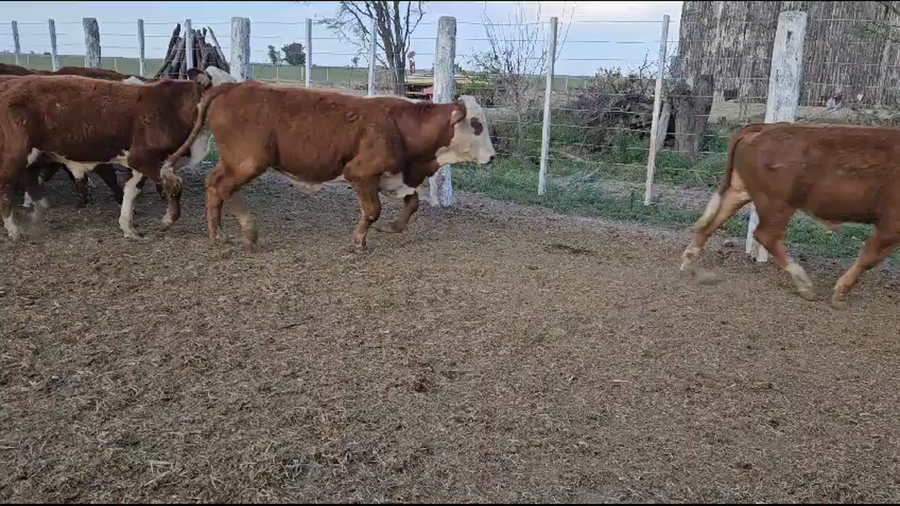 Lote 50 Novillitos Braford y sus Cruzas en Constanza, Santa Fe