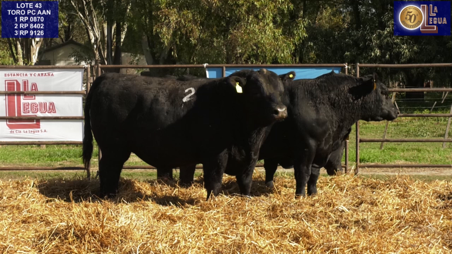 Lote TOROS ANGUS NEGROS PC