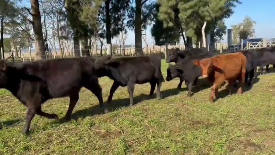Lote 39 Terneros/as