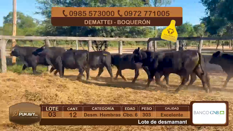 Lote Desm. Hembras Cbo 6