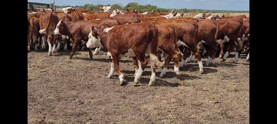 Lote 67 Terneros/as en Villaguay, Entre Ríos
