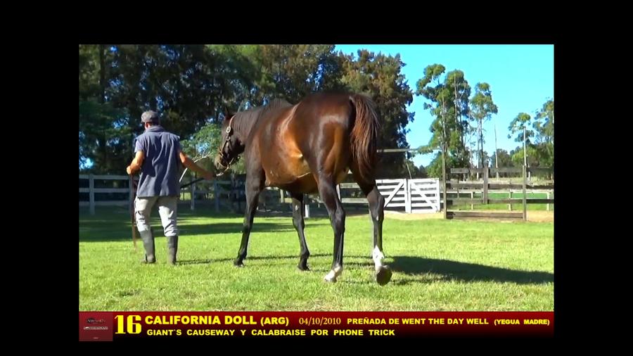 Lote CALIFORNIA DOLL (ARG)
