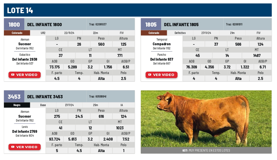 Lote Lote 14