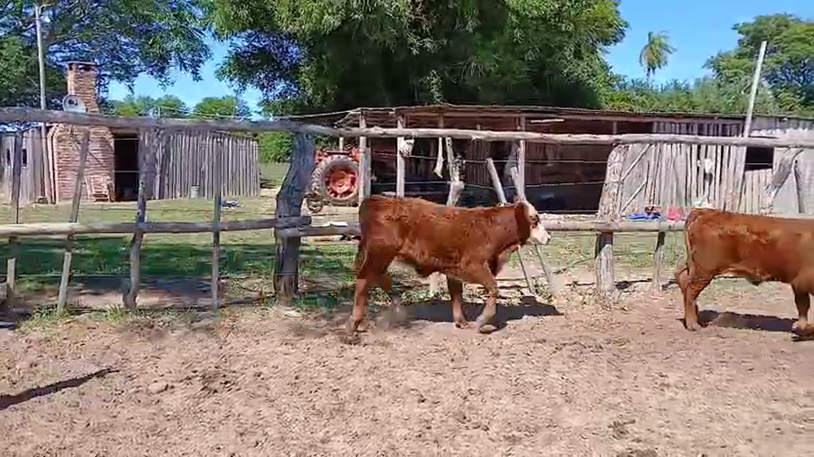 Lote 60 Terneros/as en Corrientes, Saladas