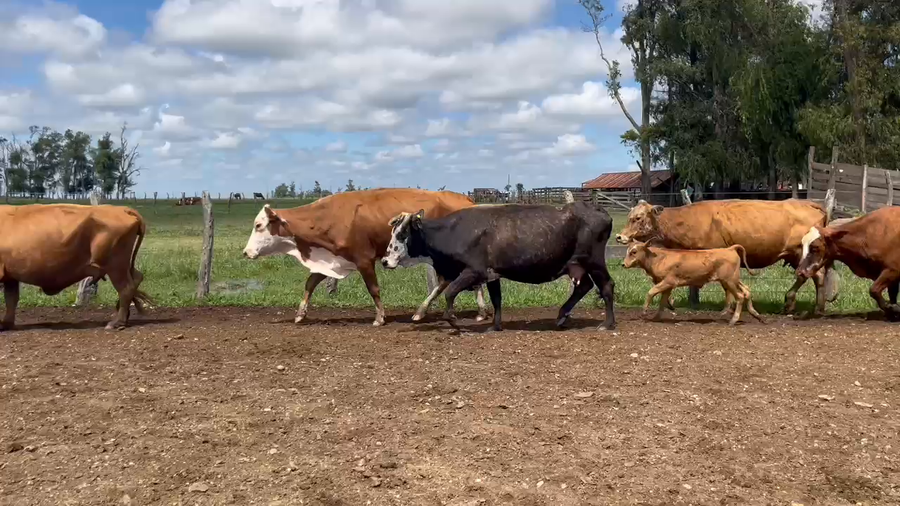 Lote 72 Vacas CUT con cría