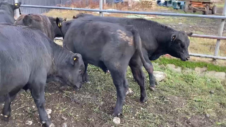 Lote 32 Ternero en Puerto Varas, X Región Los Lagos