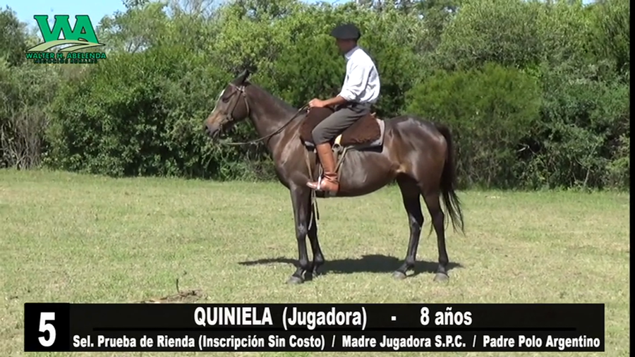 Lote QUINIELA