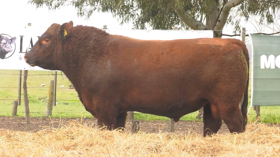 Lote TOROS PUROS POR CRUZA