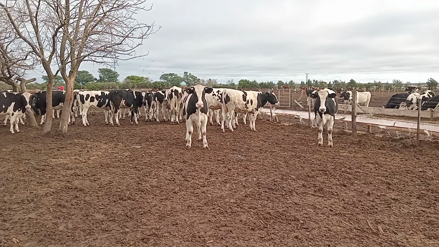 Lote 28 Novillos Holando Argentino en Cululú, Santa Fe