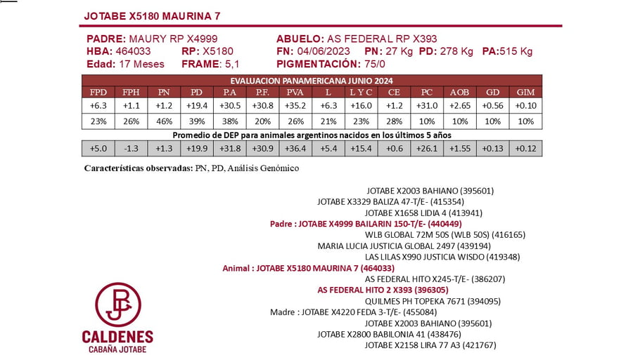 Lote TERNERAS PURAS DE PEDIGREE