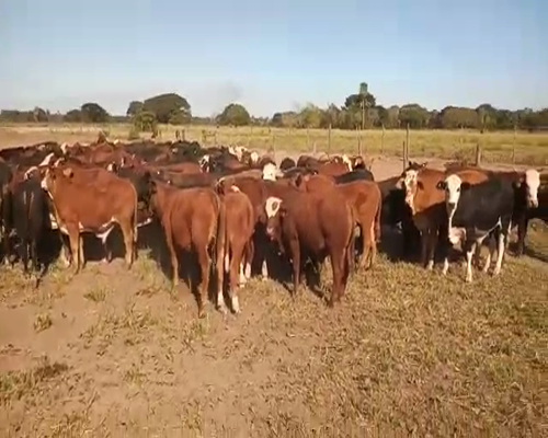 Lote 110 Terneros en Gral. San Martín, Chaco