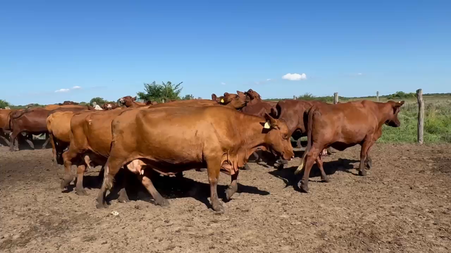 Lote 35 Vacas de invernar en Corrientes, San Roque