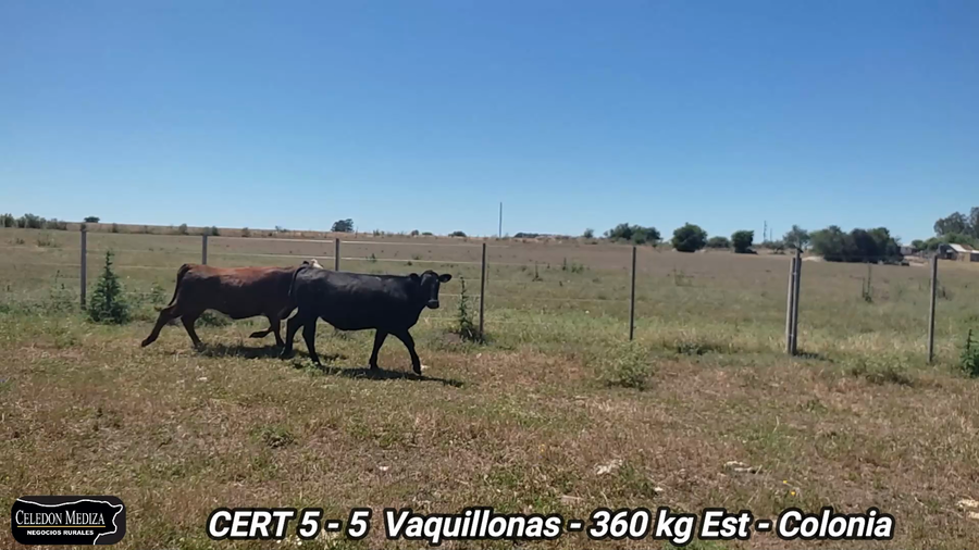 Lote 5 Vaquillonas 1 a 2 años en Colonia
