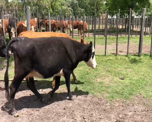 Lote 6 Vacas de Invernada en Cerro Largo, Cerro Largo