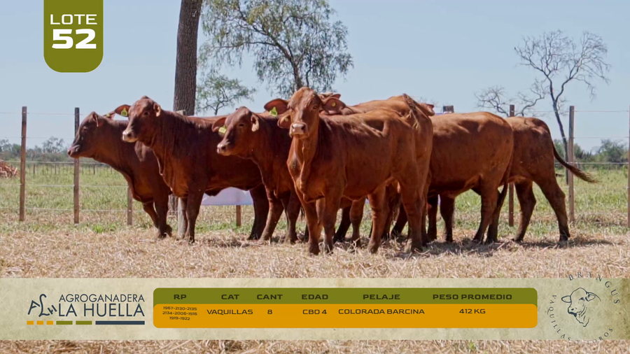 Lote LOTE 52