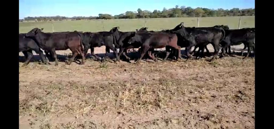 Lote 75 Terneras en El Colorado, Formosa