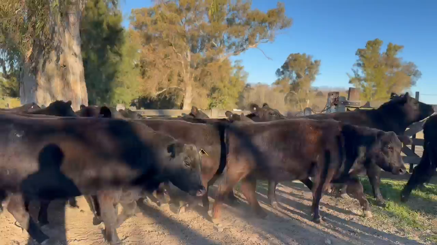 Lote 18 Vacas nuevas Preñadas