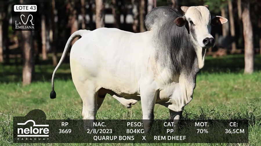 Lote LOTE 43