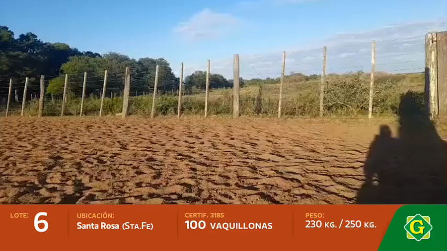 Lote Vaquillonas en Santa Rosa (Sta.Fe)