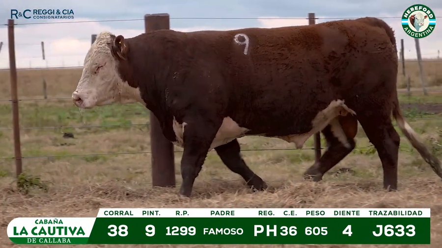 Lote TOROS HEREFORD Y PUROS REGISTRADOS.- Cabaña La Cautiva