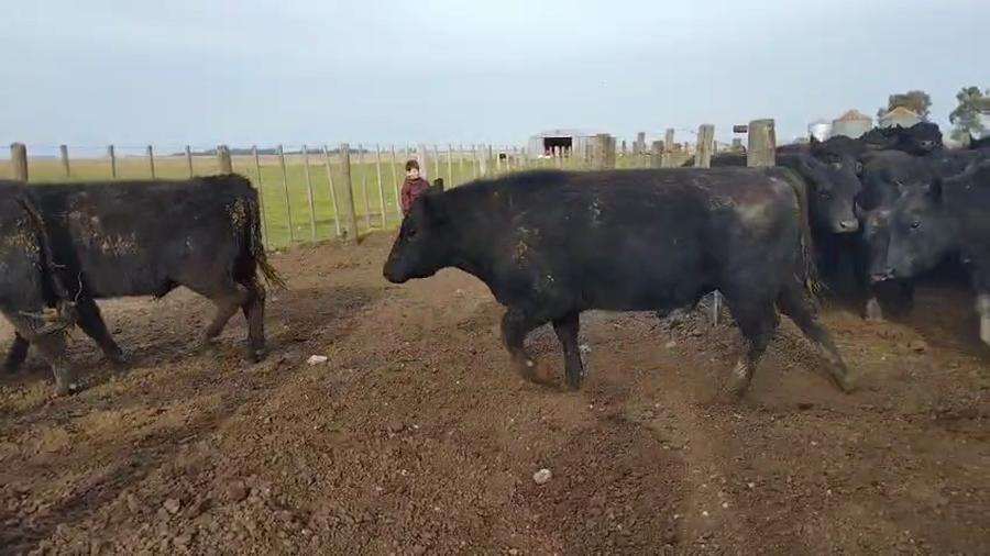 Lote 36 MEJ / Macho Entero Joven