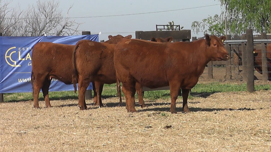 Lote VAQ.  ANGUS COLORADAS PC PREÑADAS PARICION PRIMAVERA
