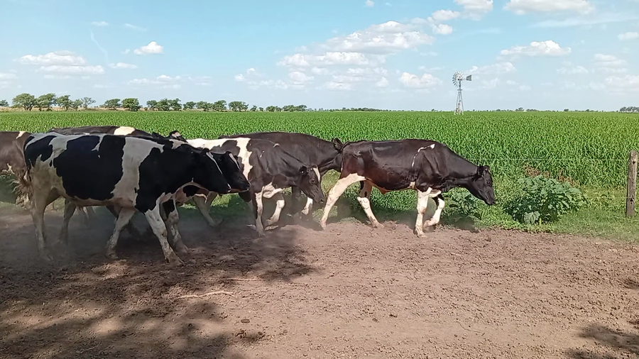 Lote 18 Novillo Holando