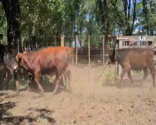Lote 29 Novillitos en Gral. Lamadrid, Buenos Aires