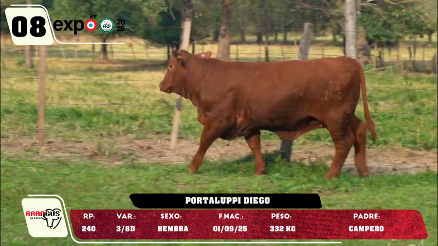 Lote LOTE 8