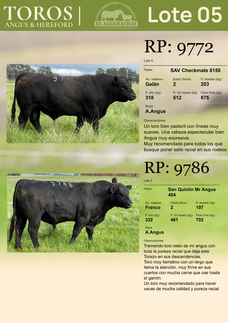 Lote LOTE 05
